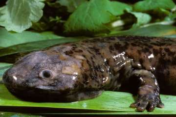 New giant salamander species may be world's biggest amphibian