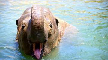 kerala elephant death, kerala elephant latest news, Elephant murder in Kerala,Pregnant elephant's de