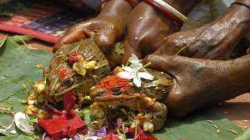 Monsoon wedding of frogs ended as MP gets too much of monsoon