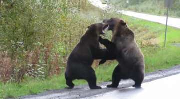 The video shows the two bears growling at each other first and then pushing each other aggressively -- and fighting it out.