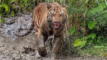 Tiger kills man outside reserve forest in Bihar