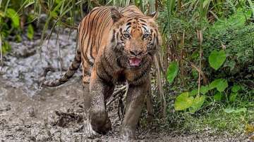 Man falls prey to tiger attack in Madhya Pradesh