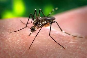 Over 44,000 dengue cases reported in West Bengal. Representational image
