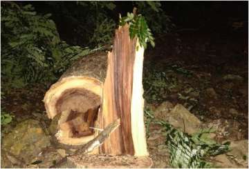 Tree cutting at Aarey Colony