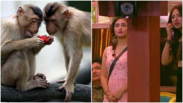 Bigg Boss 13: Monkeys scare Rashami, Devoleena and Mahira Sharma. Seen the video?