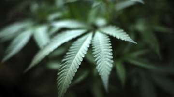 Four arrested with 82 kg cannabis in West Bengal