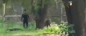 Video: Man jumps barricade to come face-to-face with Lion in Delhi Zoo