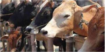 3 cattle-lifters injured in police encounter in Greater Noida