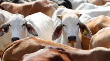 12 cows killed in Uttar Pradesh