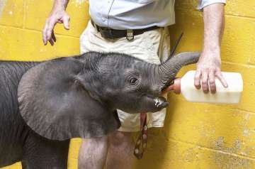 Elephant calf prefers human company to the wild (Representational Image)