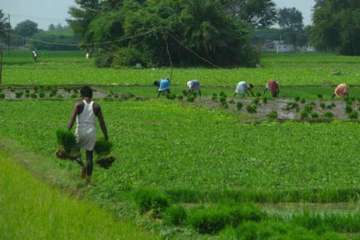 Rajasthan farmer dies while grading crop 