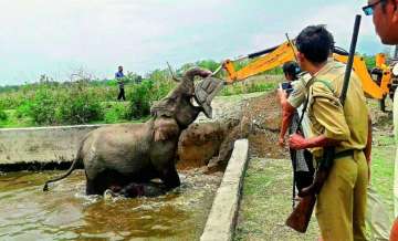 Odisha News: Elephant Rescue Video Odisha Forest Officials Sundergarh District