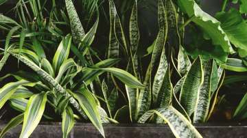 5 NASA approved air purifying house plants that will help you fight Delhi's pollution
