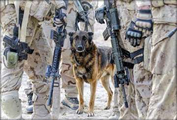 Latest News A K-9 dog survived injuries during the operation and was brought back. The American hero