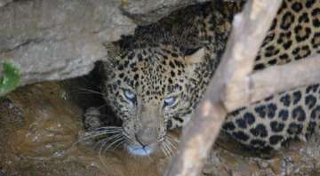 Leopard enters godown in Ambala, creates panic