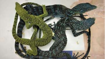 Exotic species of juvenile pythons, lizards seized at Chennai airport