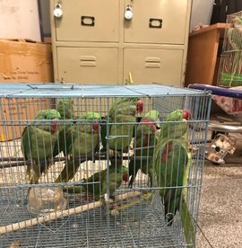 Parrots have a day out in Patiala House Court