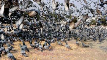 The Corporation has already imposed a ban on the feeding of pigeons in all horticultural parks across the city.
?