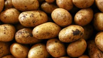 Potatoes better source of carbohydrates for athletes than synthetic gels 