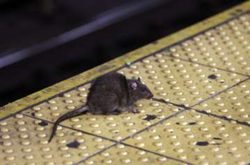 Indian Railways spent ? 22,000 to trap one rodent on train