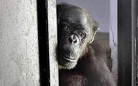 Rita, India's oldest chimpanzee, dies at Delhi Zoo