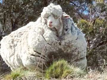 Sheep with famously large fleece dies in Australia