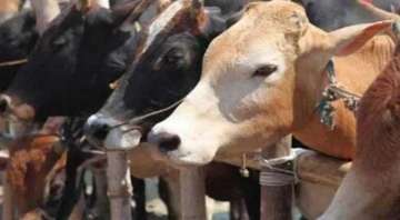 17 cattle die of starvation in Madhya Pradesh's Gwalior