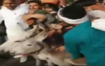 BSP partymen paraded on donkeys, faces blackened in Jaipur