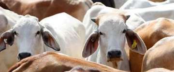 "We always say cattle are vegetarian. But cattle from Calangute have turned non-vegetarian"