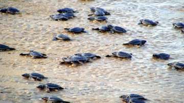 80 endangered turtles rescued in Agra, 3 held