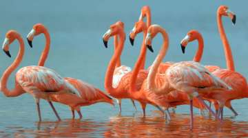 Flamingoes flock late to Agra sanctuary due to delayed rains
