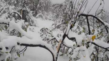 Snowfall in Kashmir damages apple orchards, cripples life