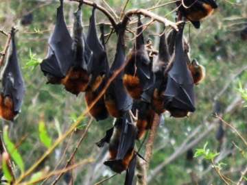 Bats, unlike other mammals, do not show dependence on gut bacteria