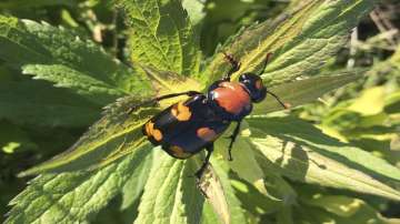 Beetle trapped in amber provides earliest evidence of insect pollination