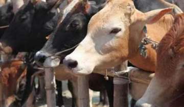 Now, coats for cows in Ayodhya! 