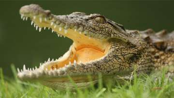Crocodile snout ripped off as JCB runs over it