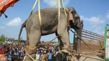 Assam's rogue elephant 'Laden' dies after six days in captivity