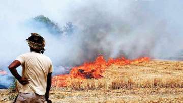 Rs 2,500 per acre compensation for Punjab farmers who didn't burn crop residue