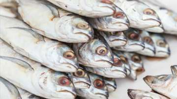 west Bengal fish, Bhetki fish