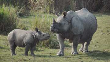 Rhinos to be reintroduced at Corbett 