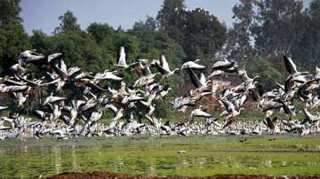 Rajasthan bird death case: Kashmir wildlife authorities on alert