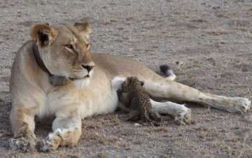 Gujarat: Lioness found dead at Gir sanctuary
