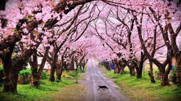 Forget Japan, Visit Meghalaya for the stunning cherry blossom fest