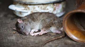 New marker helps predict mice prone to alcohol addiction: Study