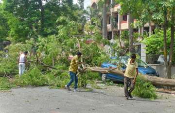 Thane Sena mayor opposes tree-cutting for metro 4 route