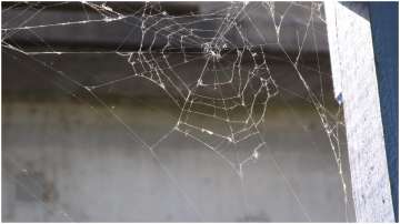 Vastu Tips: Know why spider web is considered inauspicious and should be cleaned immediately