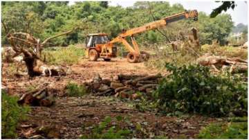 Aarey forest tree felling