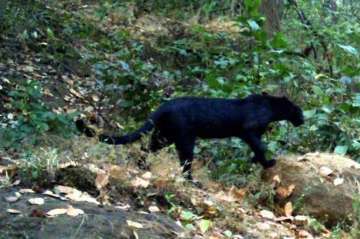 Panther finally caught in Jaipur after 21-hour search  (Representational image)
