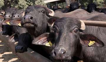 Buffalo theft for 'ransom' on rise in Morena