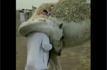 The seven-second video shows the desert animal curling up to his owner.